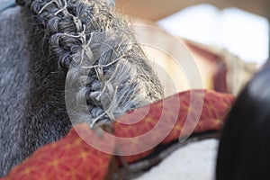 Close up detail of traditional bottom braids doma vaquera photo