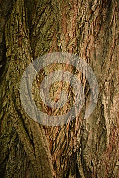 Close up detail of tree back with shadows photo