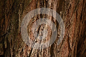 Close up detail of tree back with shadows photo