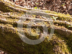 Close up Detail of Tree Bark with Green Moss on the Forest Floor