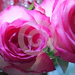 Close up detail of two beautiful bright pink roses