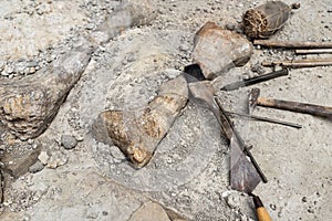 Close-up detail view of archeological excavation digging site with big dinosaurus or mammoth bone remains and different
