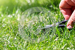 Close-up detail view of man hand cutting green grass on backyard garden with small nail scissors on bright summer sunny