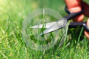 Close-up detail view of man hand cutting green grass on backyard garden with small nail scissors on bright summer sunny