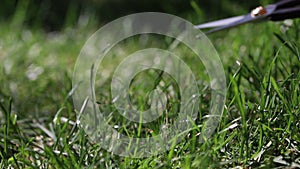 Close-up detail view of man hand cutting green grass on backyard garden with small nail scissors on bright summer sunny