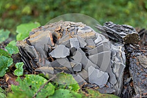 Close-up detail view of natural formation shale slate layer fossil dark grey black rock chips in moountain forest photo