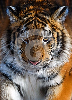 Close up detail view portrait of a Siberian tiger