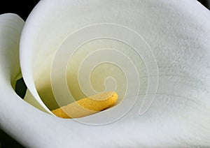 Close-up detail of a White Calla Lily. Sintra, Portugal. Zantedeschia aethiopica