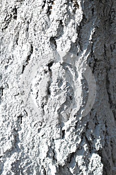 Close-up detail of whitewashed tree trunk. Texture background