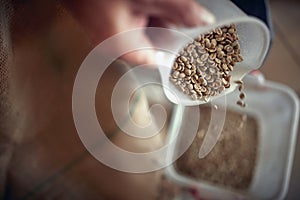 close up detail whole grain fresh coffee putting from one dish to another by caucasian female