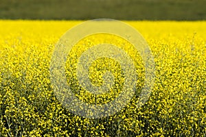 Yellow Canola Flower In Bloom