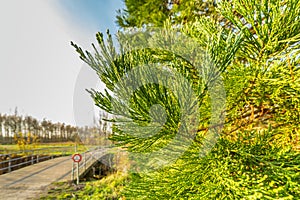 Close up detail young giant sequoia, Sequoiadendron giganteum photo