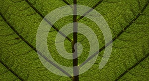 Close-Up Detailed Green Leaf Texture