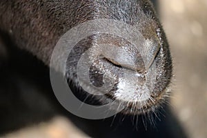 Close up detailed image of goat muzzle showing nostrils and mouth