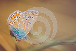 Close-up detailed photo of a colorful butterfly on the meadow. Summer nature wildlife concept