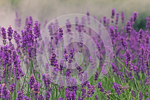 Close-up detailed photo of purple Lavandula Lavender flowers against green natural background