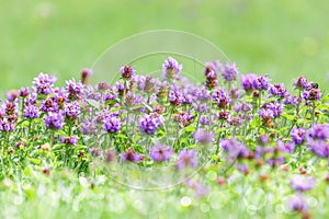 Close-up detailed photo of purple wildflowers against green natural background