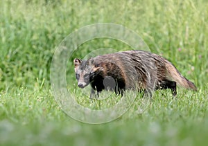 Close-up and detailed photos of The raccoon dog Nyctereutes procenoides