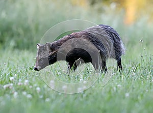 Close-up and detailed photos of The raccoon dog Nyctereutes procenoides