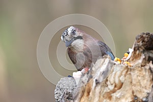 Close-up and detailed portrait of a Eurasian jay