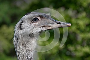 close up detailed portrait of a greater rhea