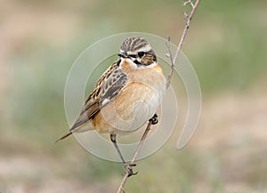 Close up detailed portrait of male stonechat