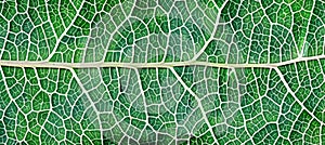 Close up detailed texture of skeletonized green leaf veins for background design