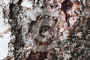 Close-up of a detailed tree bark wood texture.