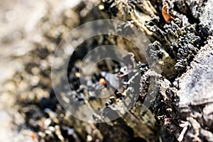 Close-up of a detailed tree bark wood texture.