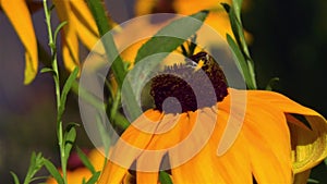 Close-up, detailed view of a bee on a Rudbeckia Hirta Black Eyed Susan flower