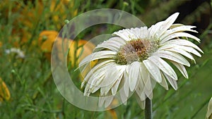 Close-up, detailed view of a cream gerbera daisy flower