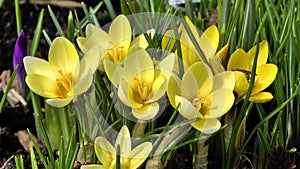 Close-up, detailed view of Crocus flowers