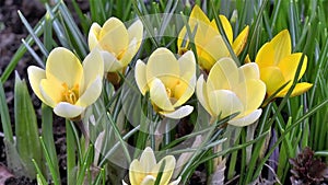 Close-up, detailed view of Crocus flowers