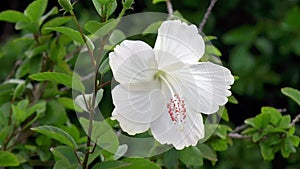 Close-up, detailed view of an Hibiscus flower