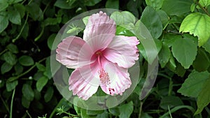 Close-up, detailed view of an Hibiscus flower