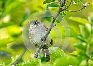 Close up detailed view of House Wren on Tree Branch