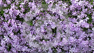 Close-up, detailed view of Phlox Subulata flowers