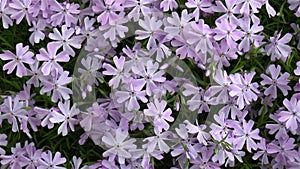 Close-up, detailed view of Phlox Subulata flowers