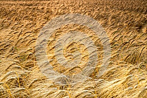 Close up detailed wheat crop field in summer time