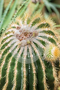 Close up, details of a Balloon Cactus