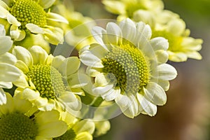 Beautiful bouquet of yellow flowers