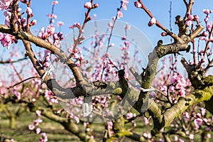 Close-up details of blossoming peach trees treated with fungicid