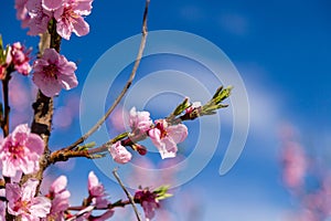 Close-up details of blossoming peach trees treated with fungicides