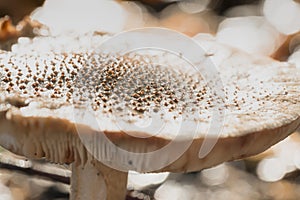 Close up details of a brown spotted fly agaric with soft focus gradient and bokeh
