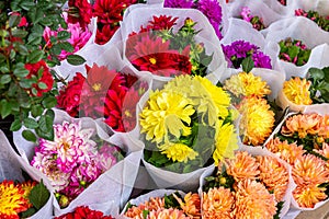 Close-up details of flowers, plants, leaves, and vegetation