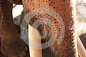 close up details of a native Elephants long ivory tusks at an Elephant park in Northern Thailand, Southeast Asia