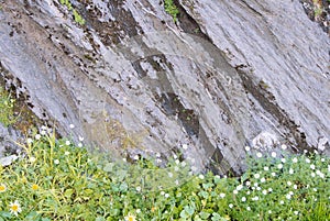 Close up of details of natural rock cut texture and green alpine