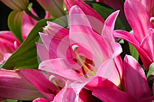 Close up detail of a pink Asiatic lily photo