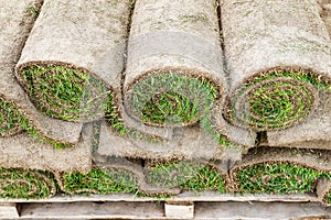 Close-up details stacks of green fresh rolled lawn grass on wooden pallet for installation at city park or backyard on