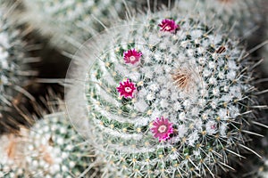 Close up, details of a â€œTwin - Spined Cactusâ€ Mammillaria gemininispina